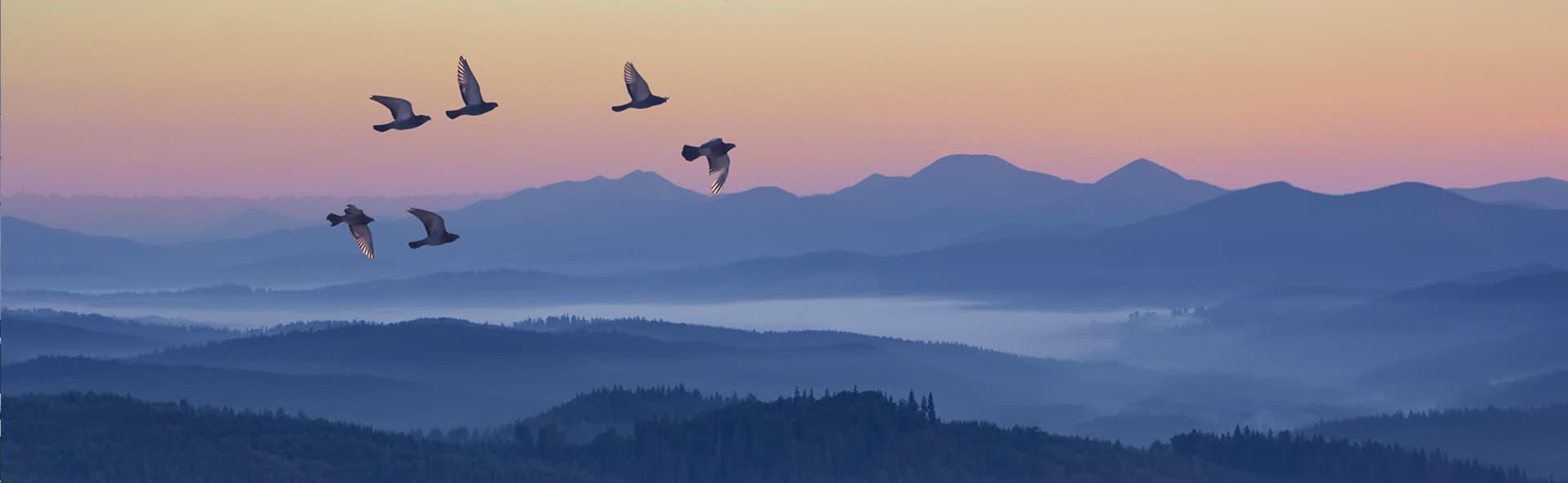 birds flying above mountains